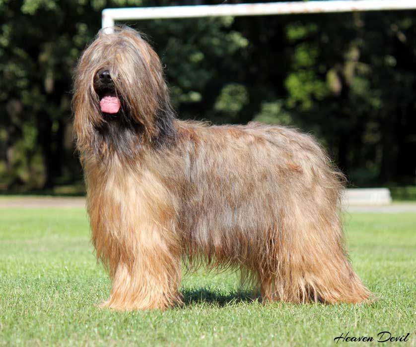 briard