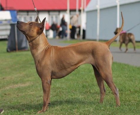 thajský ridgeback