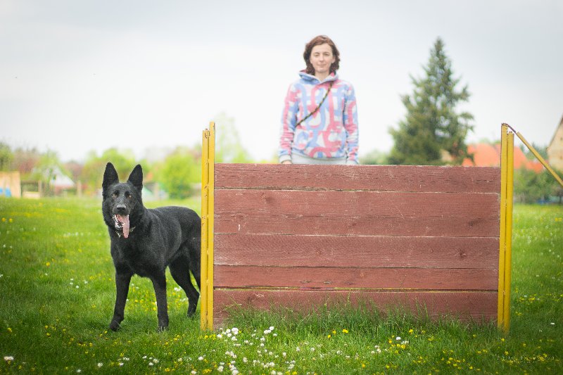 Cíleným nácvikem ke korektnímu předvedení