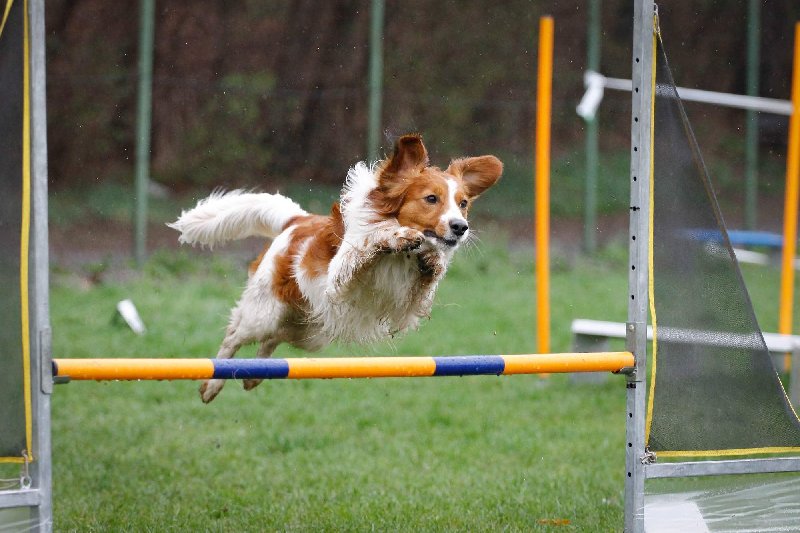 Agility – co to vlastně je? 1. díl