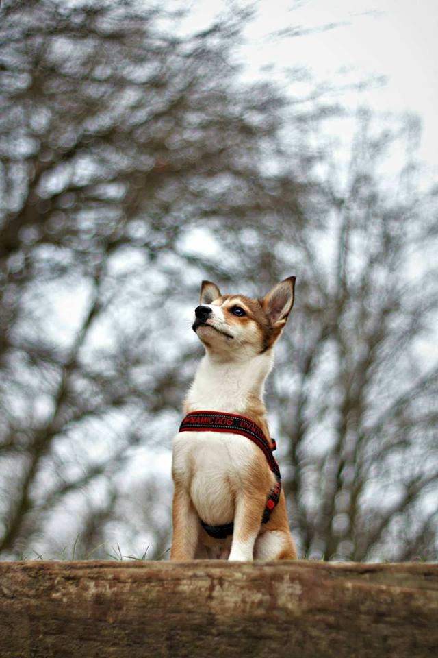 Norský poklad – to je lundehund!