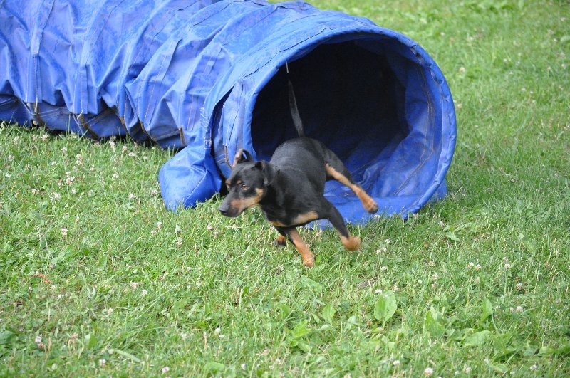 Hurá na závody agility! 2. díl