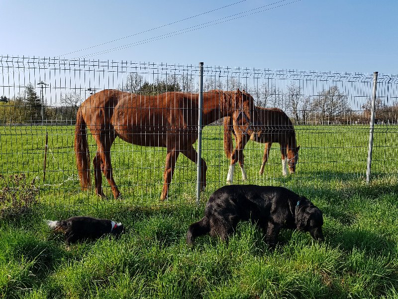 Veterinární poradna – Kdy je potřeba očkovat proti tetanu?