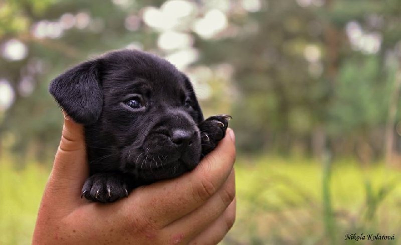 Využití genetických testů na dědičná onemocnění ve veterinární medicíně a chovu čistokrevných psů  