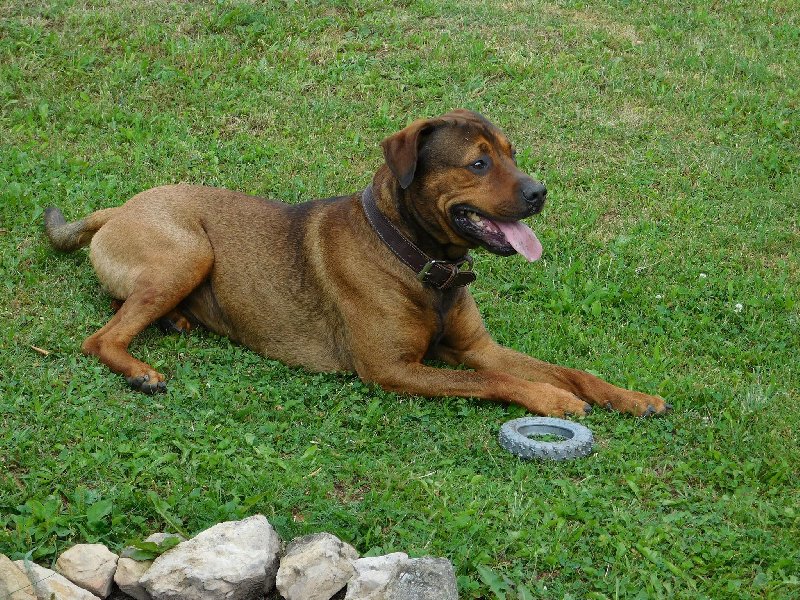 Veterinární poradna - Proč se mému psovi třepí drápy?