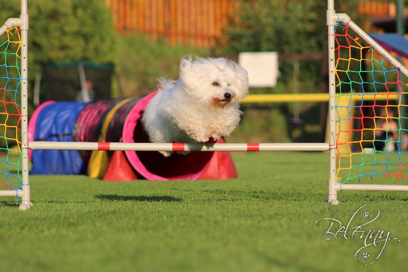 S cotonem na parkúr agility! Proč ne?