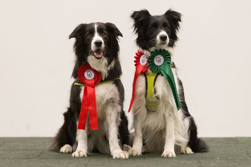 Dogdancing – Čas přijmout odpovědnost 3. díl