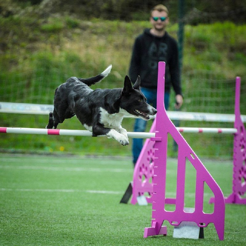 Sportovní kynologické centrum Pesopark se dál rozšiřuje