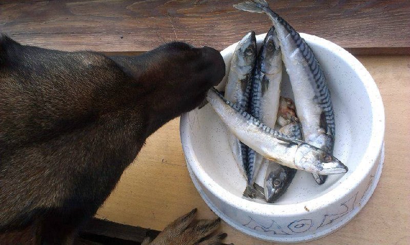 Začínáme barfovat – Jak poskládat krmnou dávku?