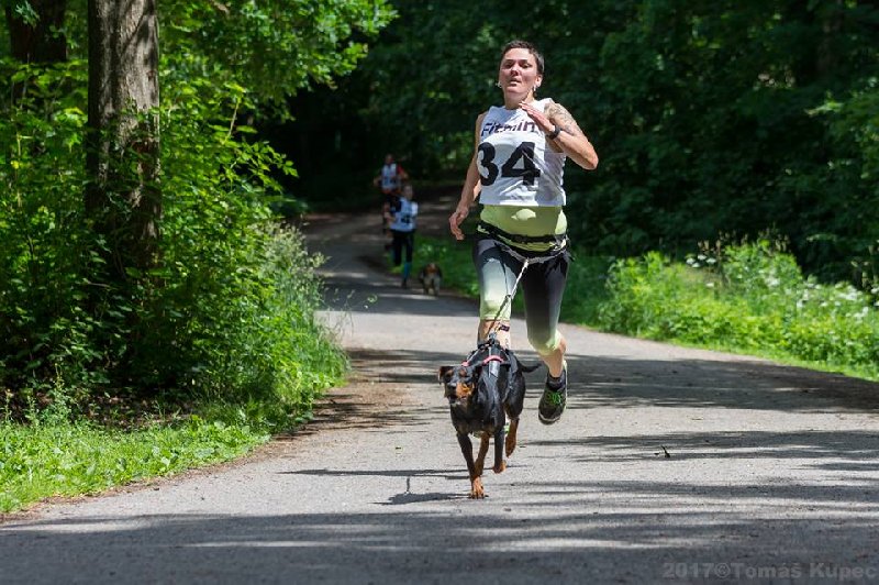 Německý pinč se na trati rozhodně vůbec „neztratí“!