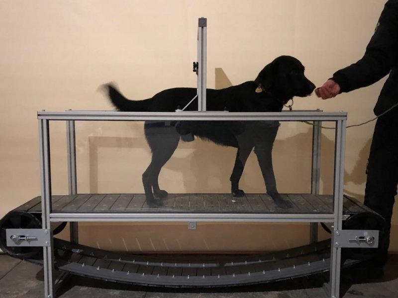 Pesopark nově nabízí unikátní treadmill pro zabavení vašich psů