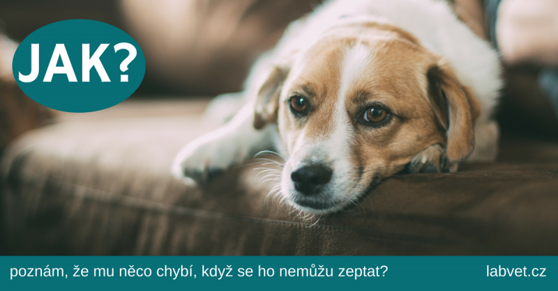 Veterinární laboratoř? Pak jedině LABVET!