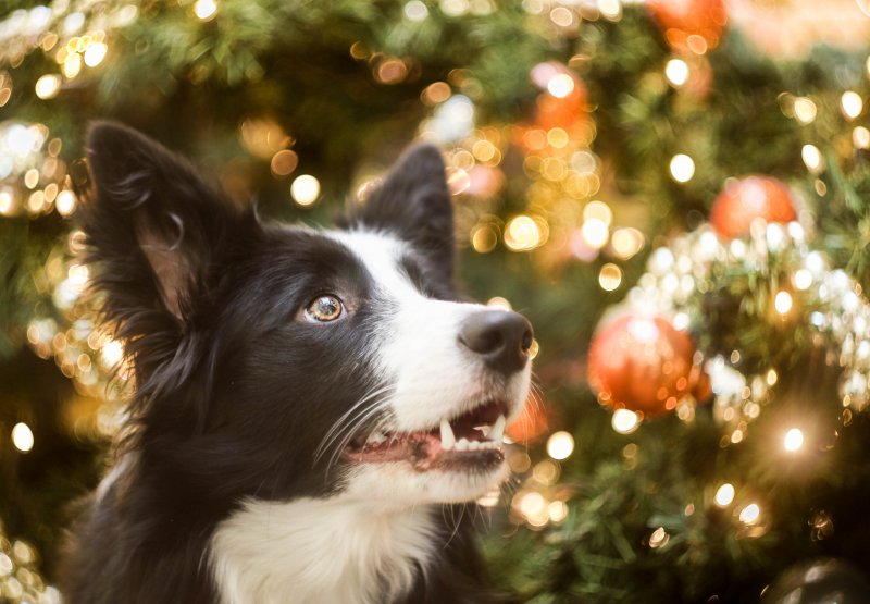 Krásný advent všem!