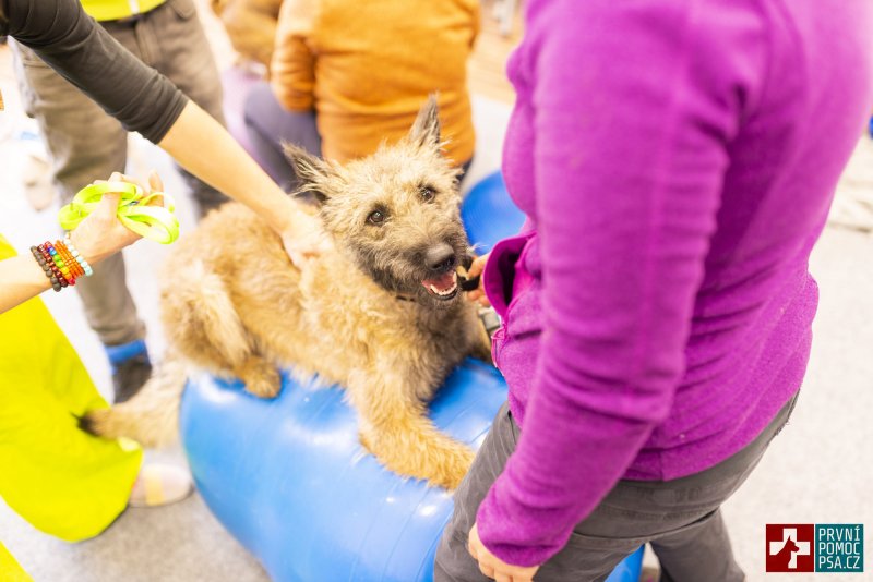 Domácí psí fitness – základní cviky na balónech