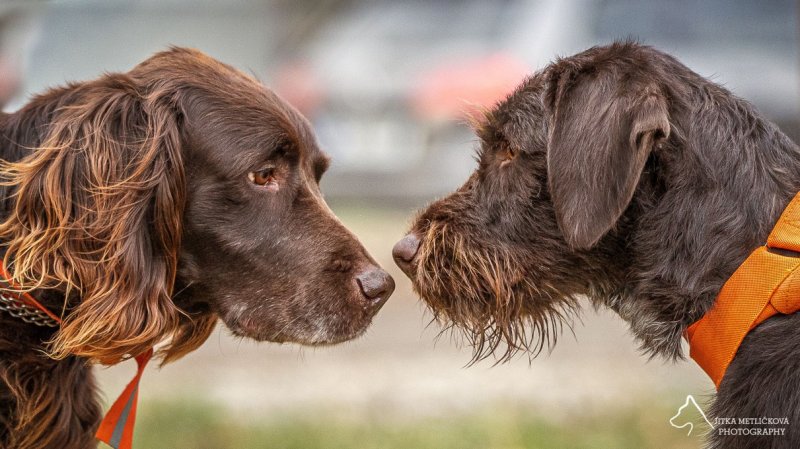 Veterinární poradna – Může se pes nakazit koronavirem?