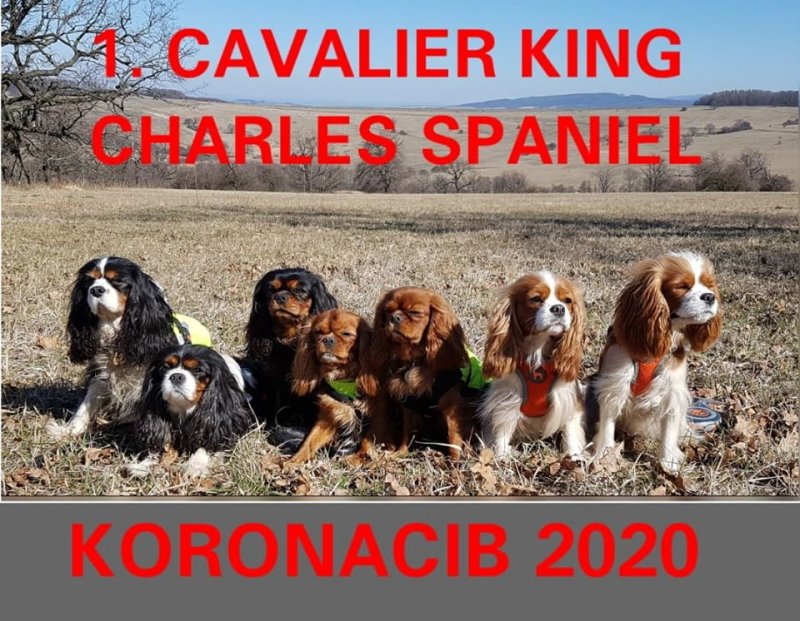 KORONACIB 2020!!!