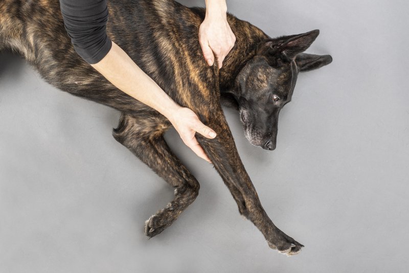 Domácí psí fitness – Pasivní protahování