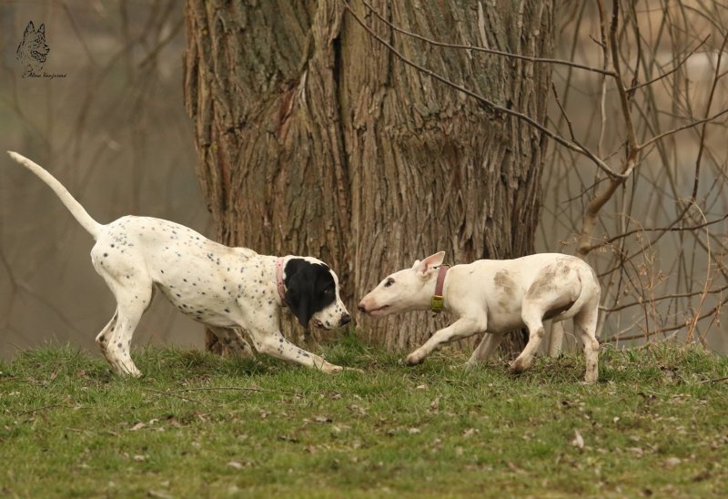 Raná socializace – důležité období v životě štěněte