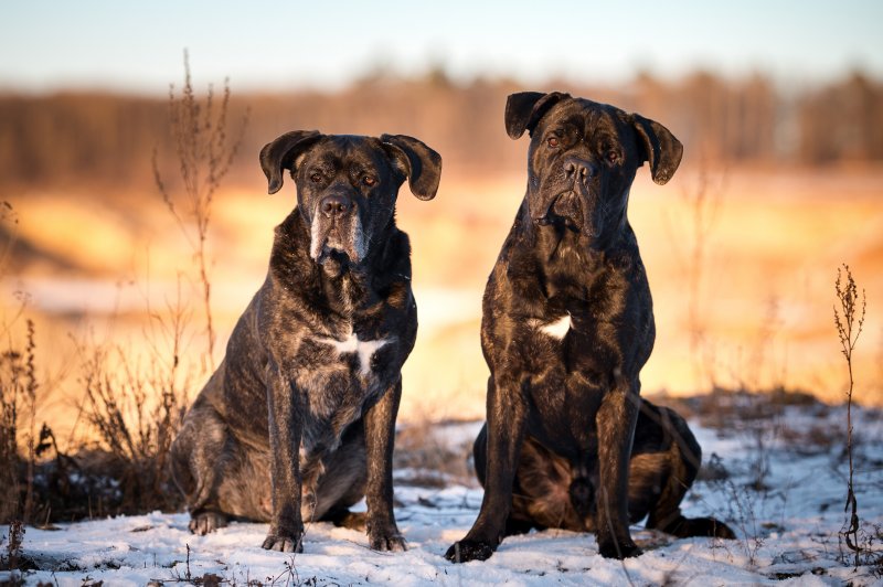 Cane corso je hlavně parťákem pro život!