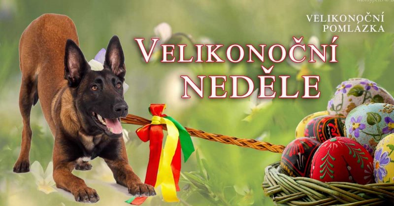 Velikonoční neděle – Znáte SOFTY obojek?