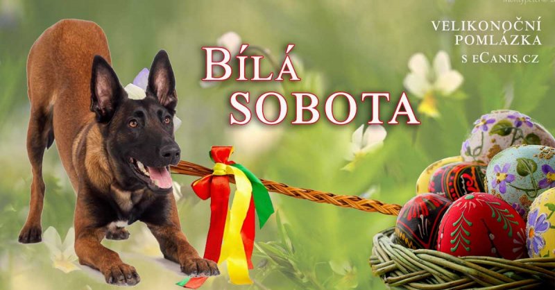 Bílá sobota – Co takhle hlavolam pro psa?