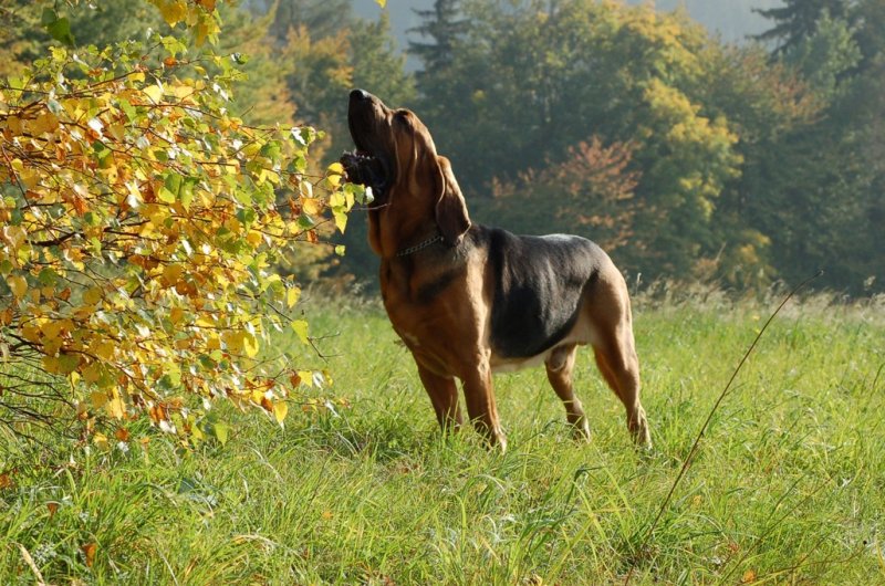 Pro mě je bloodhound nejlepším stopařem ze všech!