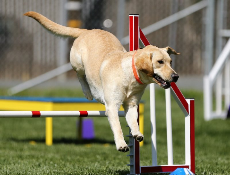 Labrador v Americe ztrácí své prvenství