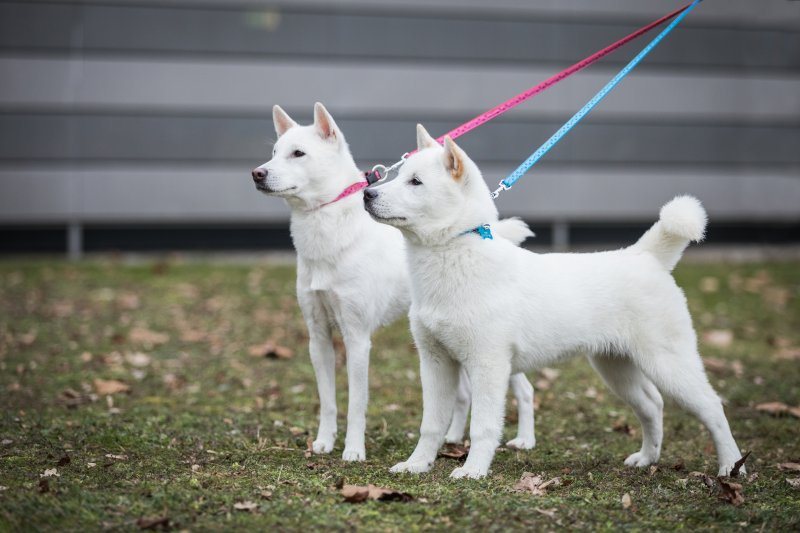 Japonec nakonec? To rozhodně u KISHU neplatí!