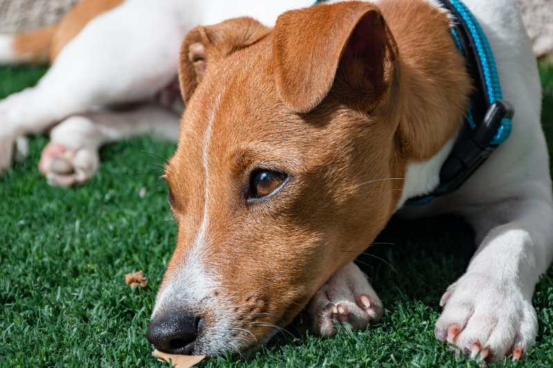 Veterinární poradna – Co je to trombocytopenie?