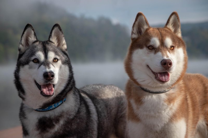 Sibiřský husky prostě nemůže neokouzlit!