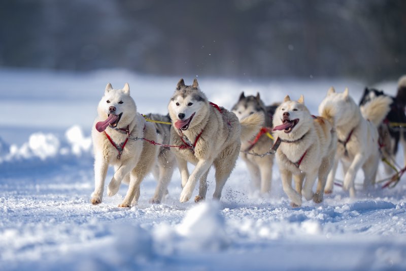 Sibiřský husky se narodil pro mushing!