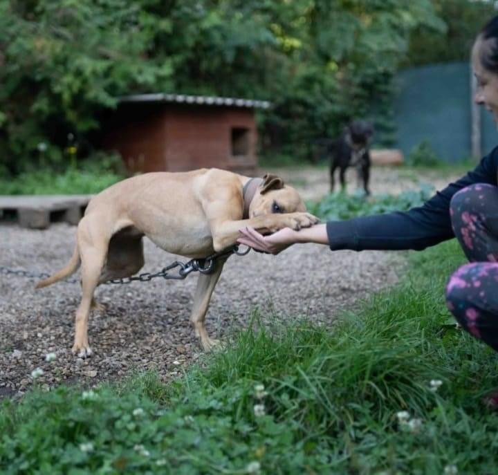 Zákaz držení psů na úvaze na Slovensku – pohled z druhé strany