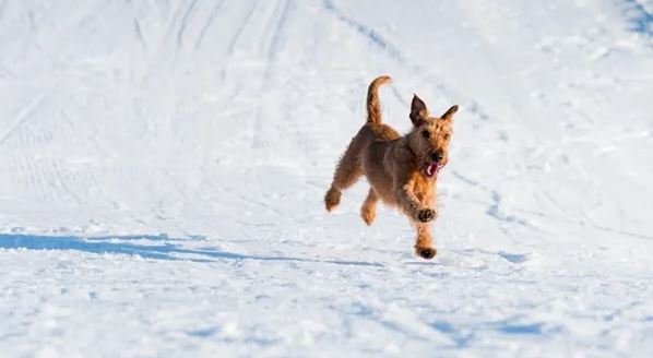 Zimní dovolená se psem: abyste si ji všichni společně užili