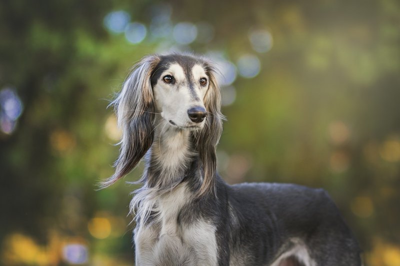 Veterinární poradna – Mohu očkovat svou fenku těsně před háráním?