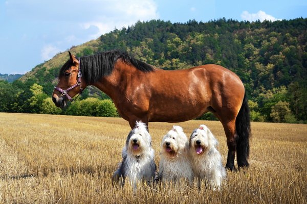 Šarmantní bobtail má poutavou historii