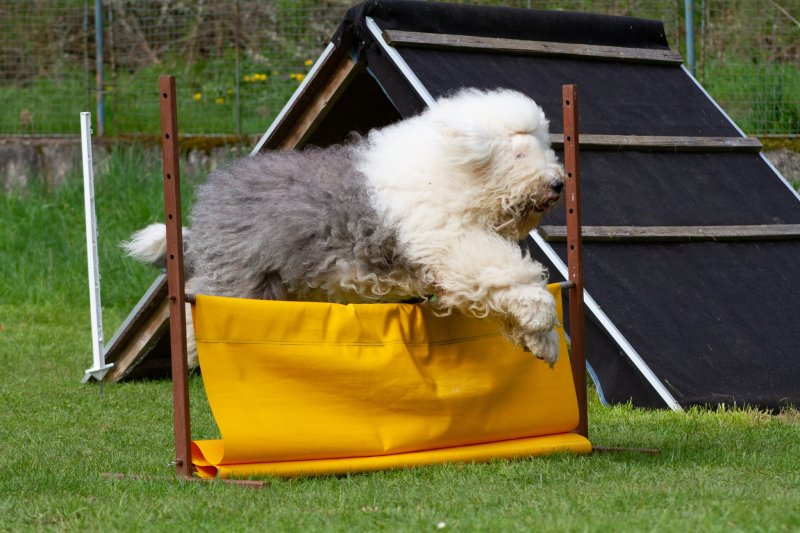 Bobtail s vámi dokáže skoro cokoliv!