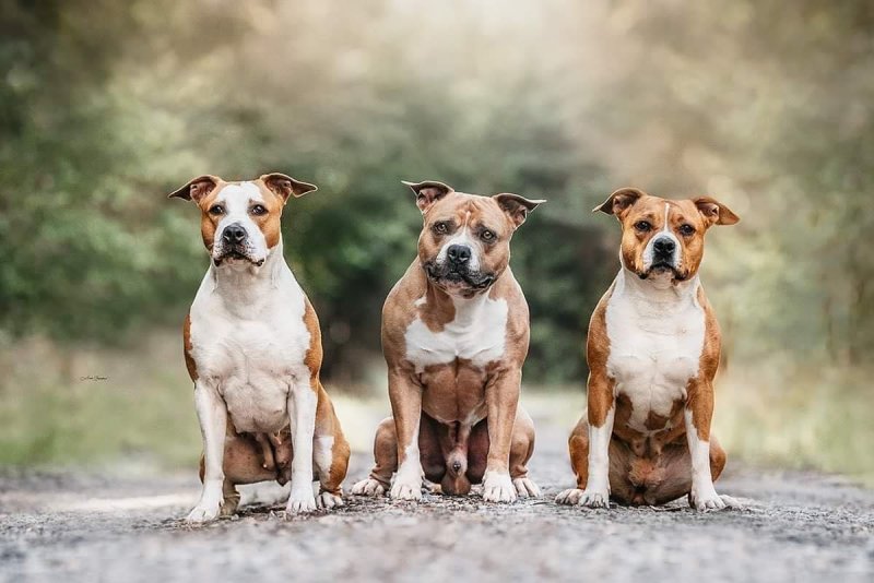 Teriér s duší pracanta – to je amstaff