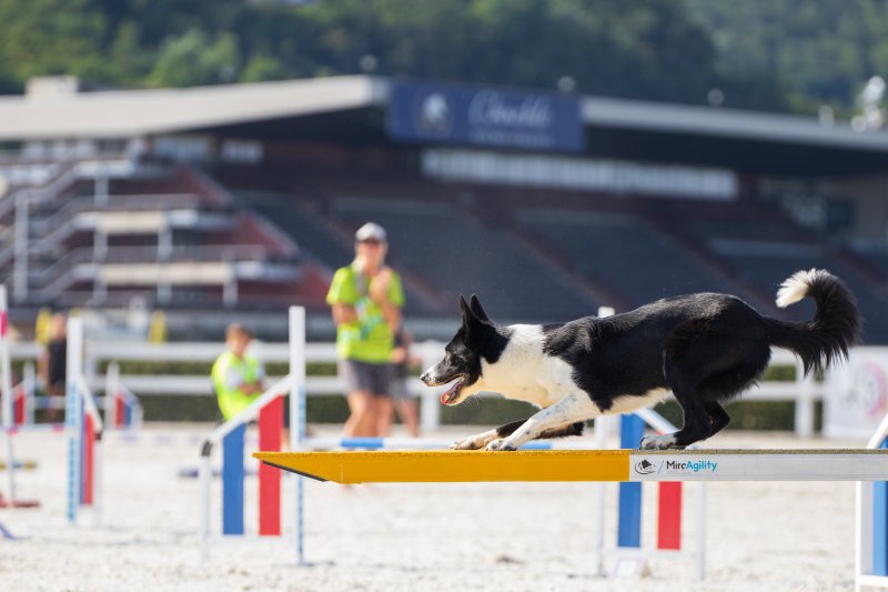 Prague Agility Party 2024: Velkolepá událost plná adrenalinu a psího nadšení!
