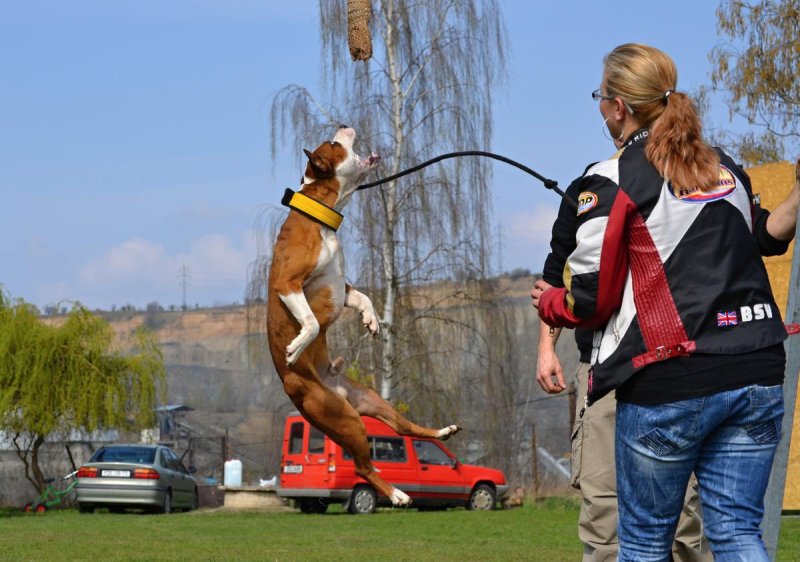Bull sporty s Lucy – High jump – 1. díl