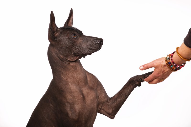 Xoloitzcuintle, neboli mexický naháč