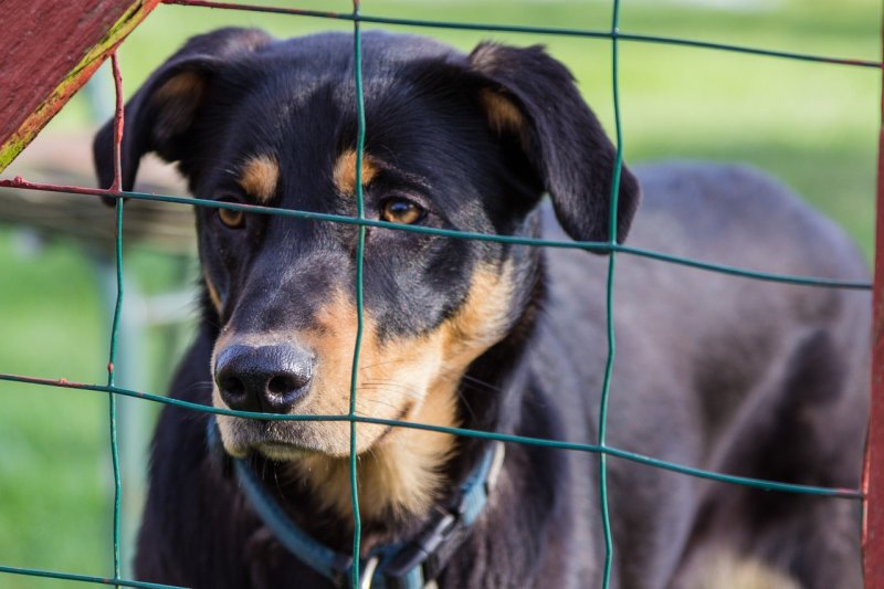 Adopce psa – důvěřuj, ale prověřuj!