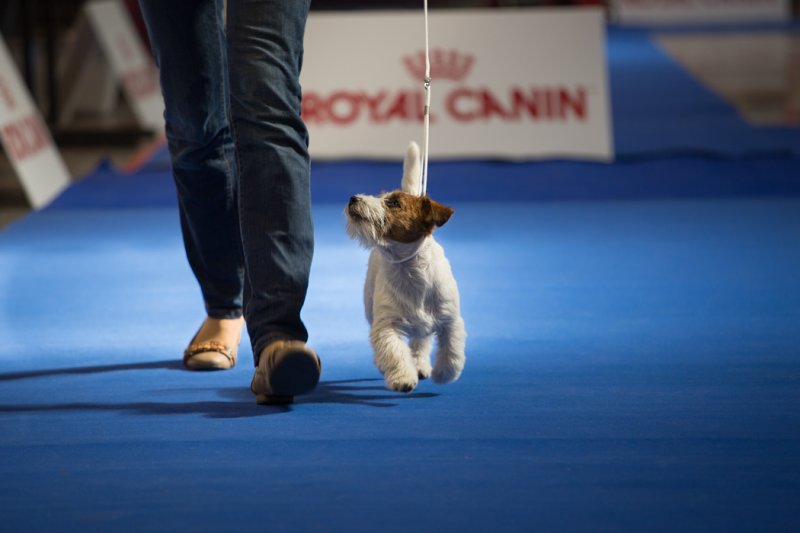 Český kynologický svaz a prestižní výstava TrioCACIB Prague Expo Dog