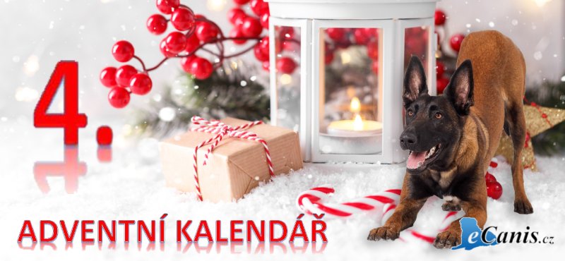 Rozhovor s Renatou: Od koní ke psí akademii  