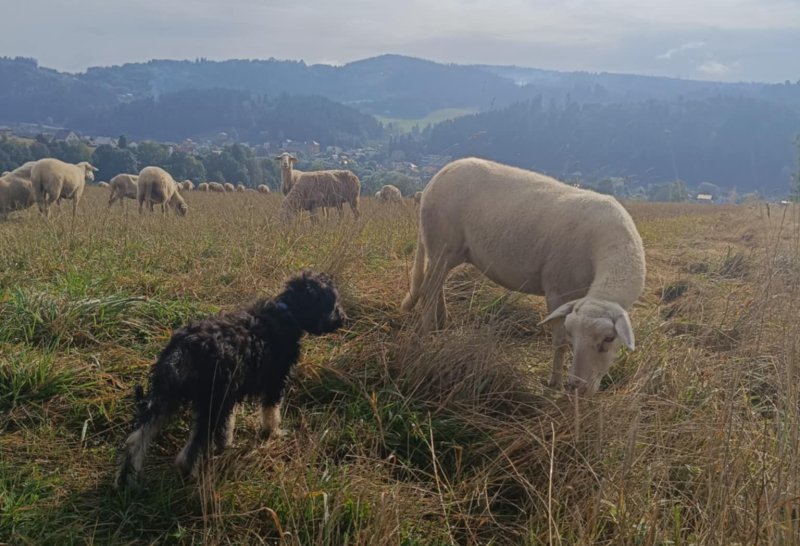 Poklad slovenských salašov – to je hajčiarik