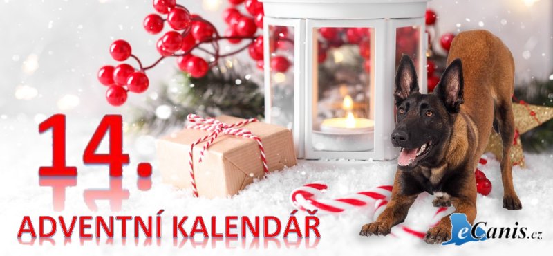 Když to někdo se psy opravdu umí…