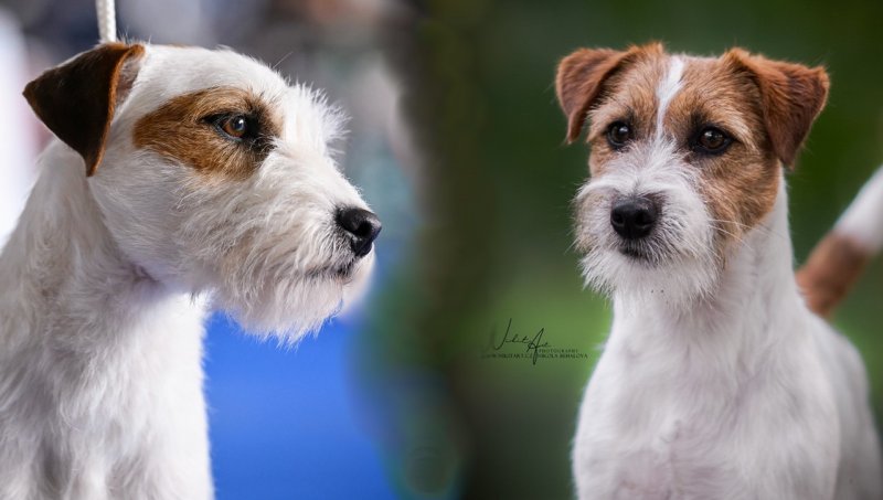 Parson a Jack Russell teriér – dvě plemena, jeden základ 