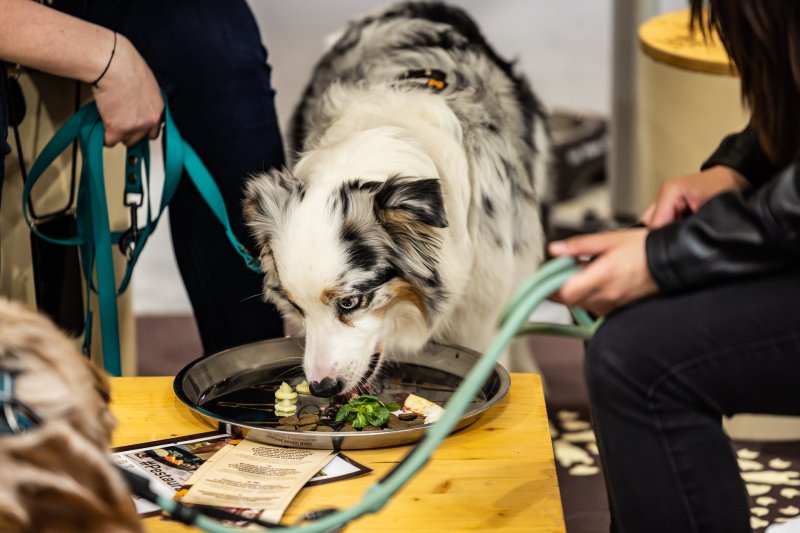 Největší chovatelský veletrh FOR PETS se rozšířil o psí výstavy i exotická zvířata 