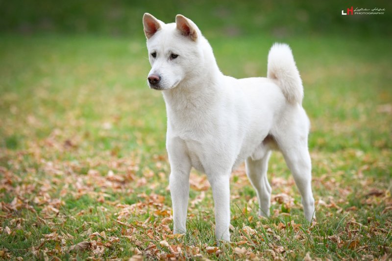 Kishu – pořádná porce energie a chuti do práce