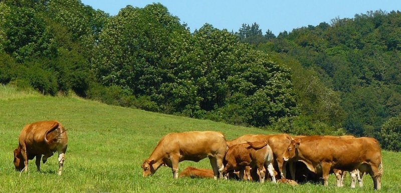 Zrušení zákazu dovozu zvířat z části Rakouska, umožnění dovozu některých živočišných produktů ze Slovenska a Maďarska