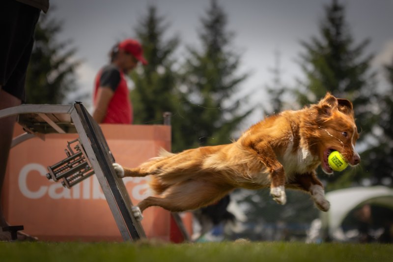 Co je to vlastně ten flyball? – 1. díl